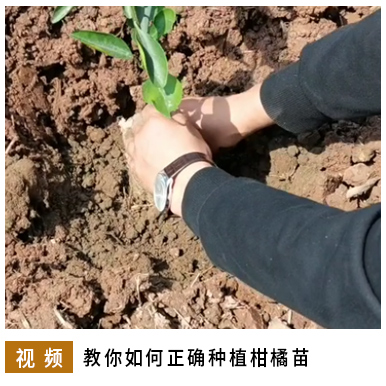 教你如何正確種植柑橘苗.jpg 教你如何正確種植柑橘苗.jpg